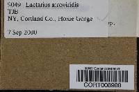 Lactarius atroviridis image