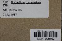 Hydnellum spongiosipes image