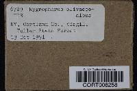 Hygrophorus olivaceoalbus image