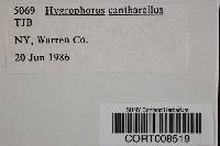 Hygrocybe cantharellus image