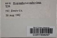Image of Hygrophorus subovinus