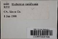 Image of Hydnotrya variiformis