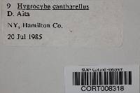 Hygrocybe cantharellus image