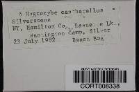 Hygrocybe cantharellus image