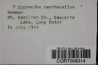 Hygrocybe cantharellus image