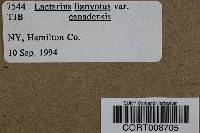 Lactarius lignyotus var. canadensis image