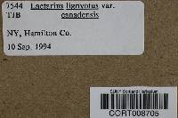 Lactarius lignyotus image