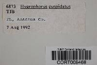 Hygrophorus cuspidatus image