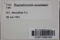 Hygrophoropsis aurantiaca image