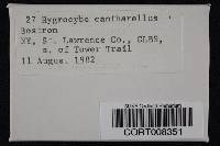 Hygrocybe cantharellus image