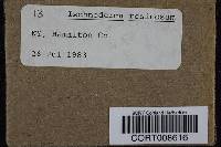 Ischnoderma resinosum image