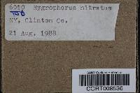 Hygrocybe nitrata image