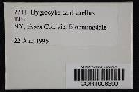 Hygrocybe cantharellus image