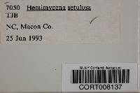 Image of Hemimycena setulosa
