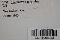 Hygrocybe turunda image