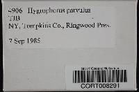 Image of Hygrophorus parvulus