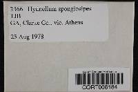 Hydnellum spongiosipes image