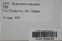 Image of Annulohypoxylon cohaerens