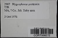 Hygrocybe pratensis image