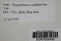 Hygrocybe cantharellus image