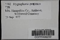 Hygrocybe pratensis image