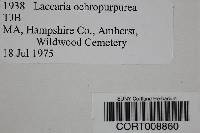 Laccaria ochropurpurea image