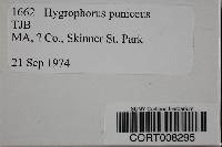 Hygrocybe punicea image