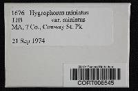 Hygrophorus miniatus var. miniatus image
