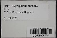 Hygrocybe miniata image