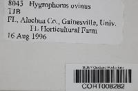 Image of Hygrophorus ovinus