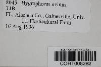 Hygrocybe ovina image