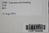 Laccaria amethystina image