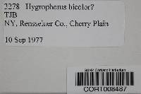 Image of Hygrophorus bicolor