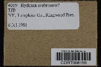 Image of Hydnum scabrosum