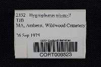 Image of Hygrophorus niveus
