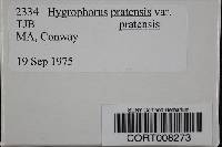 Hygrophorus pratensis var. pratensis image
