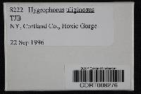 Image of Hygrophorus uliginosus