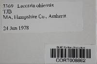 Laccaria ohiensis image