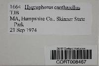 Hygrocybe cantharellus image