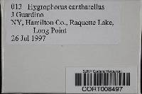 Hygrocybe cantharellus image