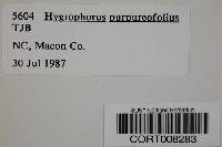 Image of Hygrophorus purpureofolius