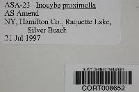 Image of Inocybe proximella