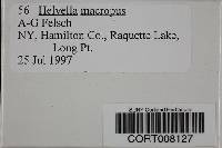 Helvella macropus image