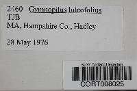 Gymnopilus luteofolius image