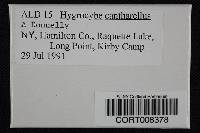 Hygrocybe cantharellus image