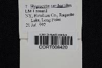 Hygrocybe cantharellus image