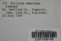 Hericium americanum image