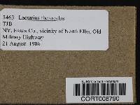 Lactarius theiogalus image