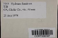 Image of Hydnum fennicum