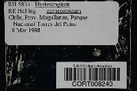 Image of Hysterangium carneoroseum